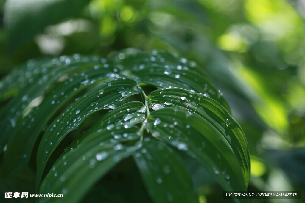 带露珠的翠绿叶片