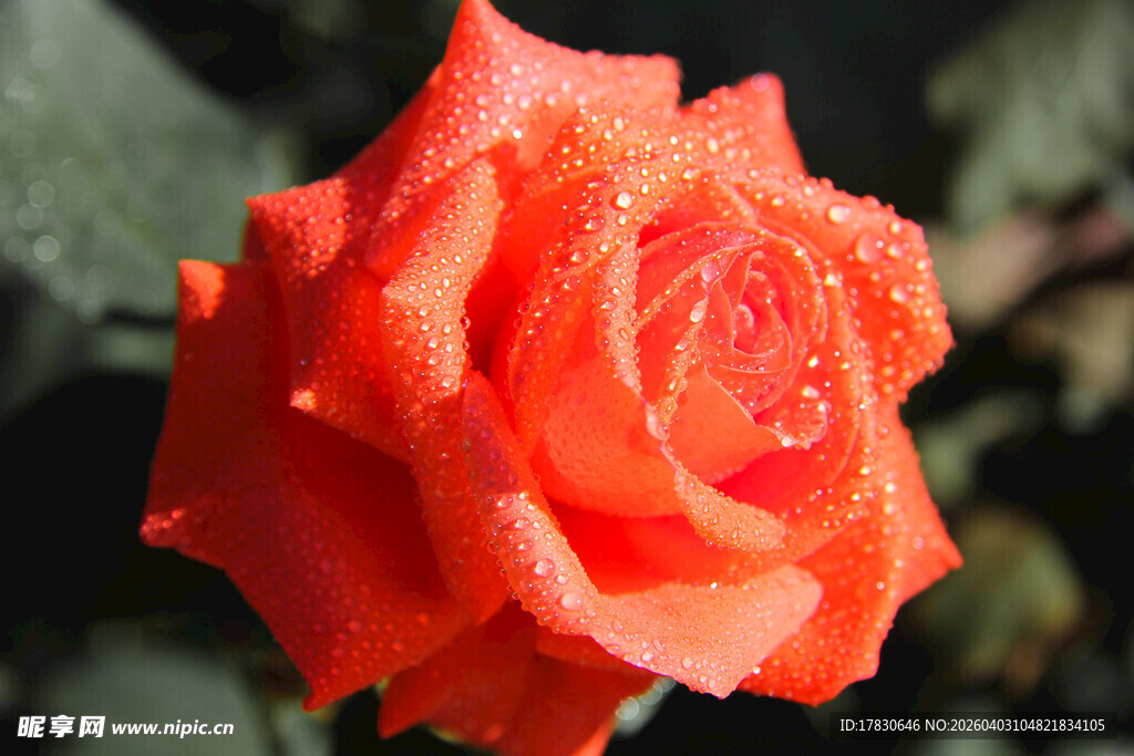 带露珠的鲜艳橙色玫瑰花