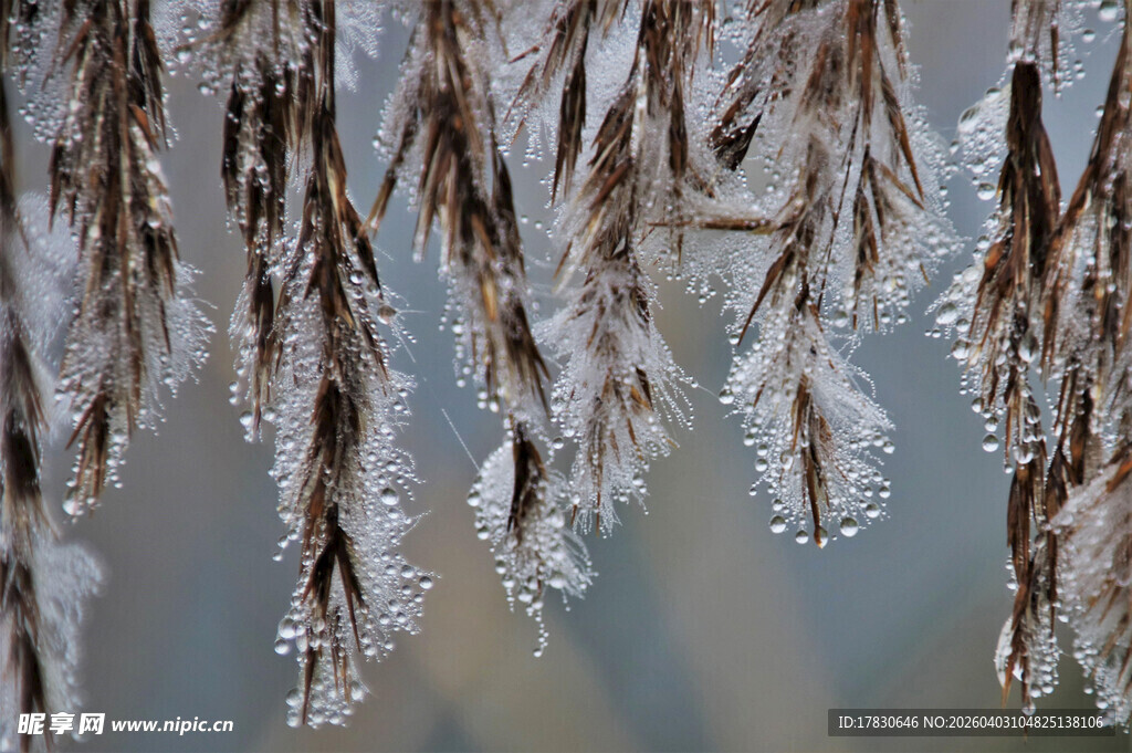 冰挂下的干枯植物