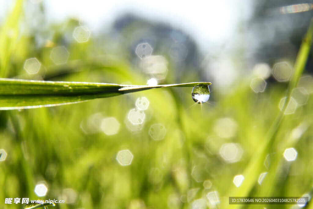 草尖上的晶莹露珠