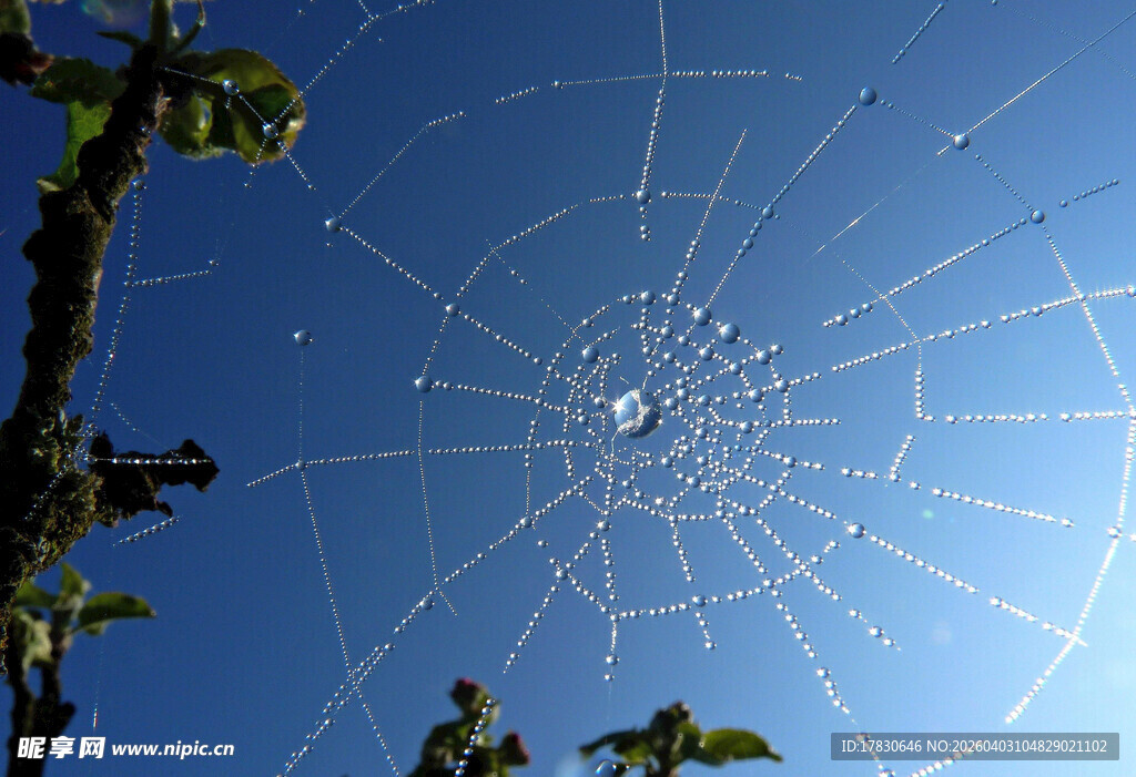阳光下的精美蛛网