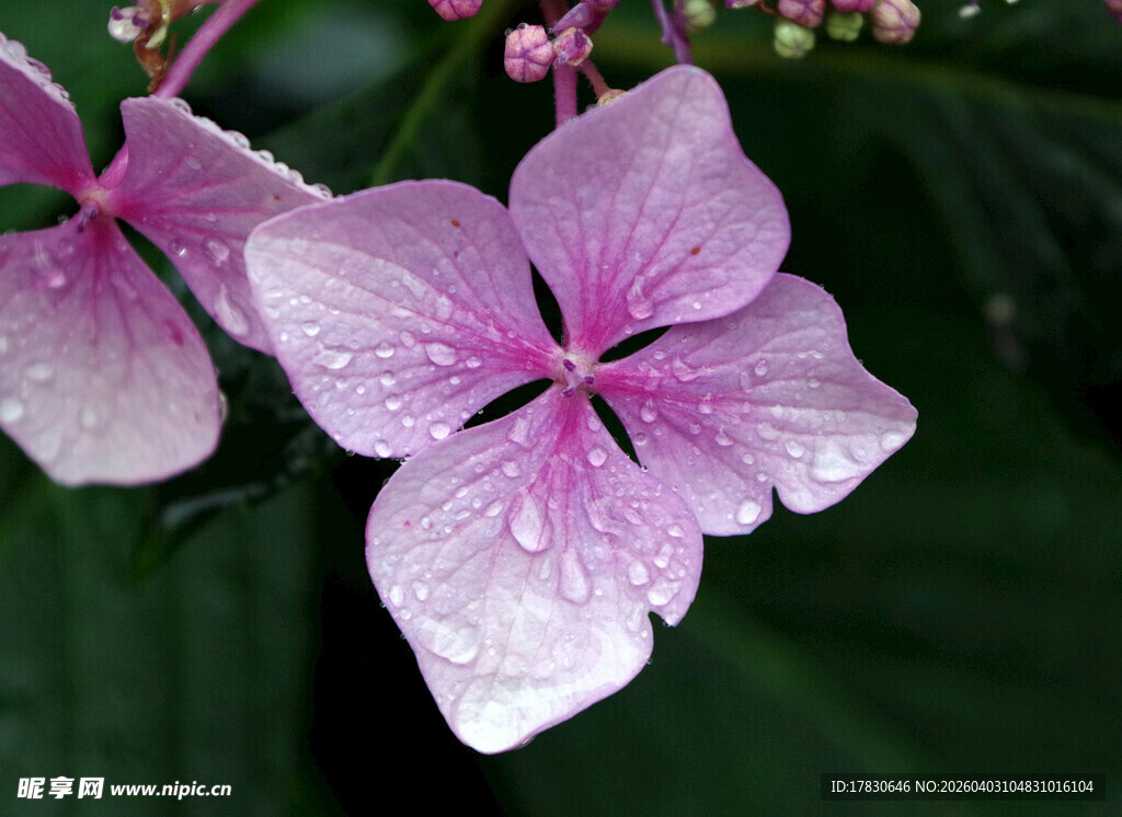 带水珠的娇艳粉色绣球花