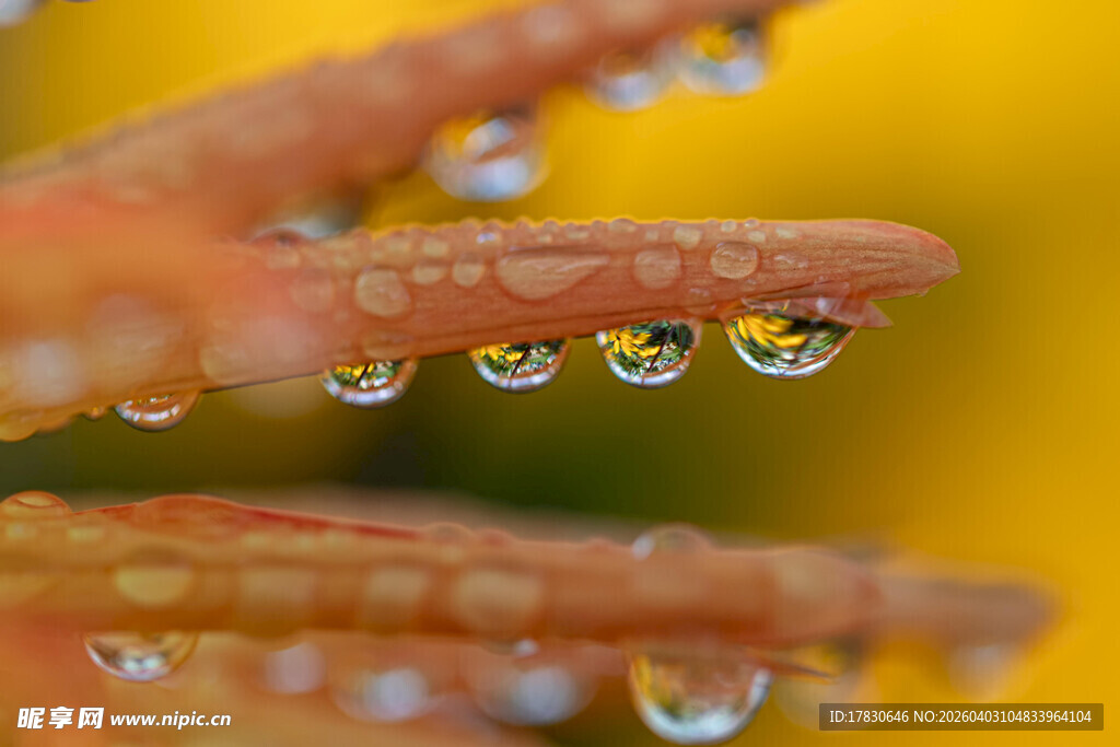 叶片上晶莹的水珠