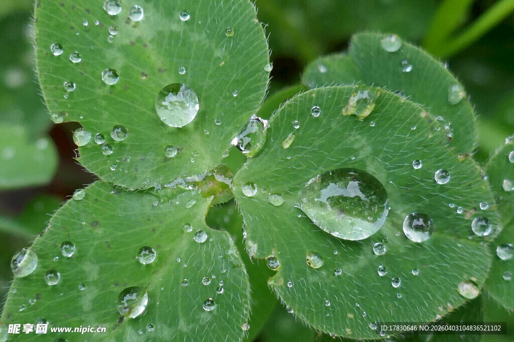 带露珠的三叶草