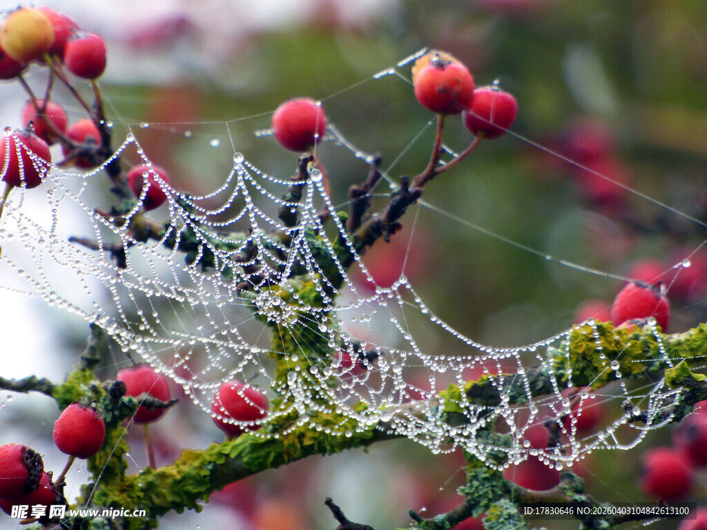 霜覆蛛网于红果枝间