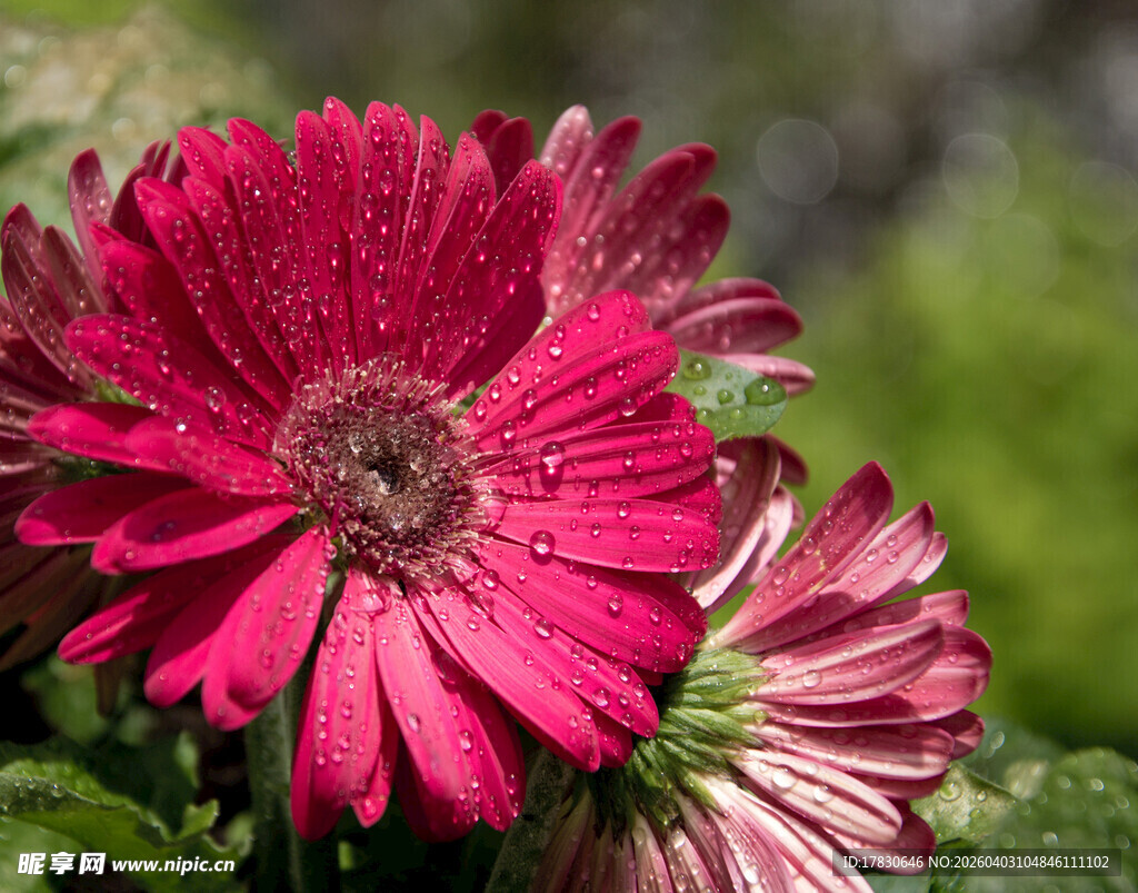 娇艳带露非洲菊