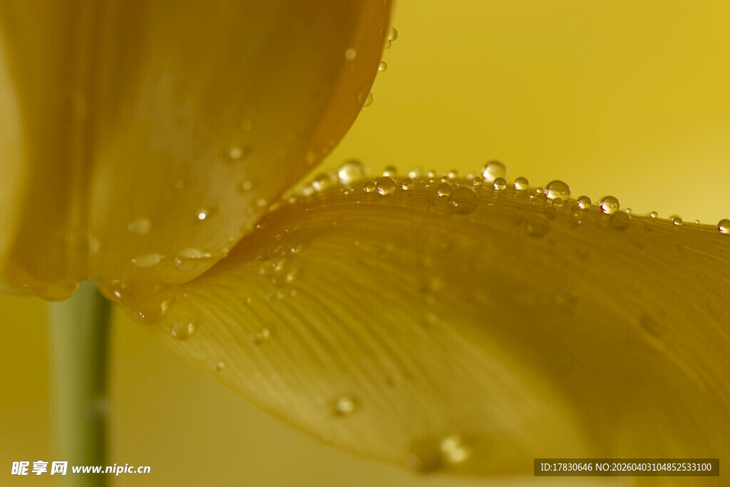 带露珠的黄色郁金香花瓣