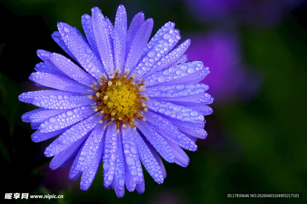 带露珠的紫色小花