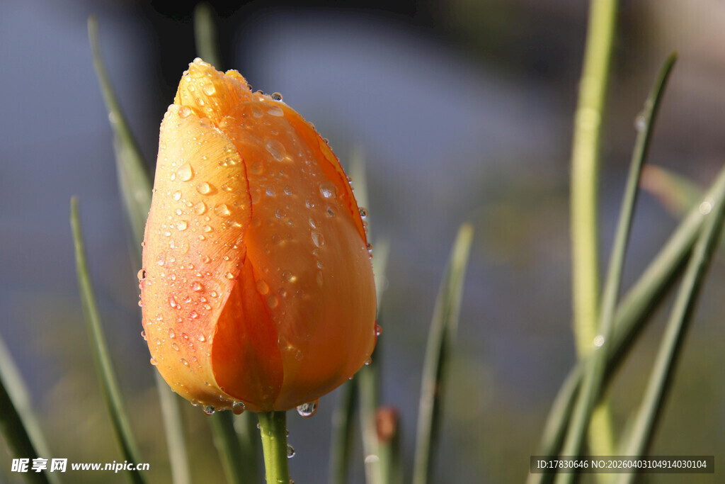 带露橙色郁金香