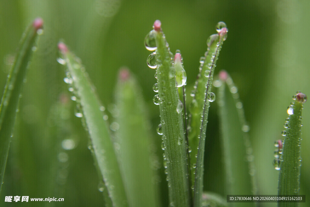 青草挂露清新自然景致