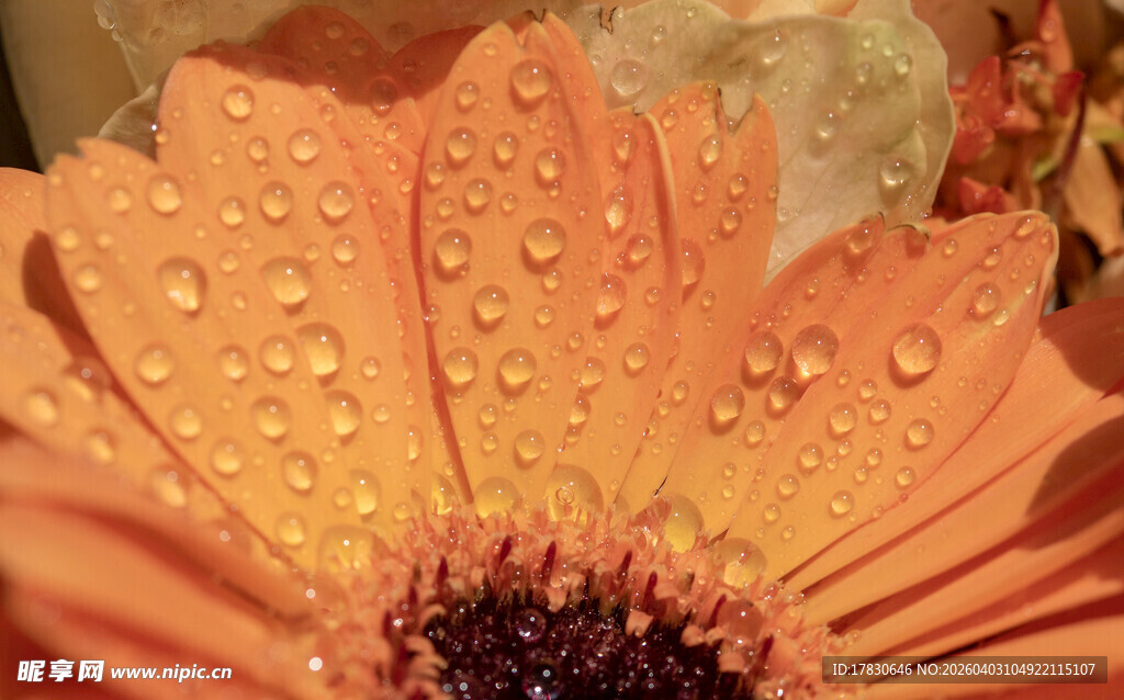 带水珠的橙色非洲菊