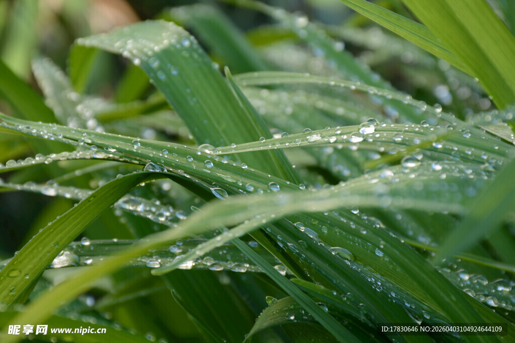 带露珠的嫩绿植物叶片
