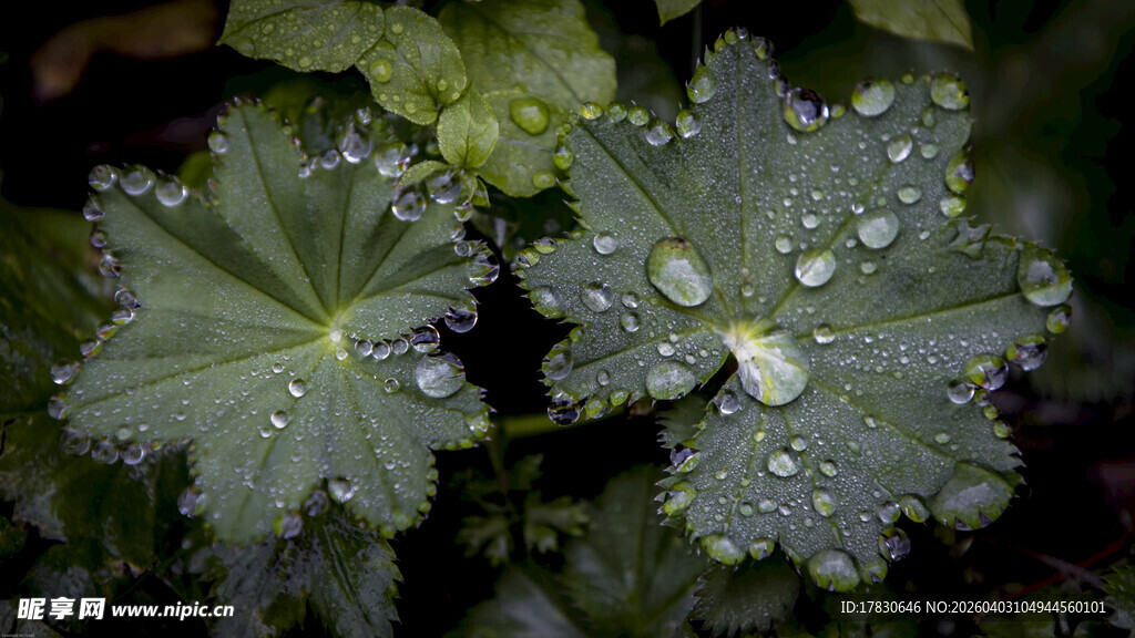 带露叶片尽显自然清新
