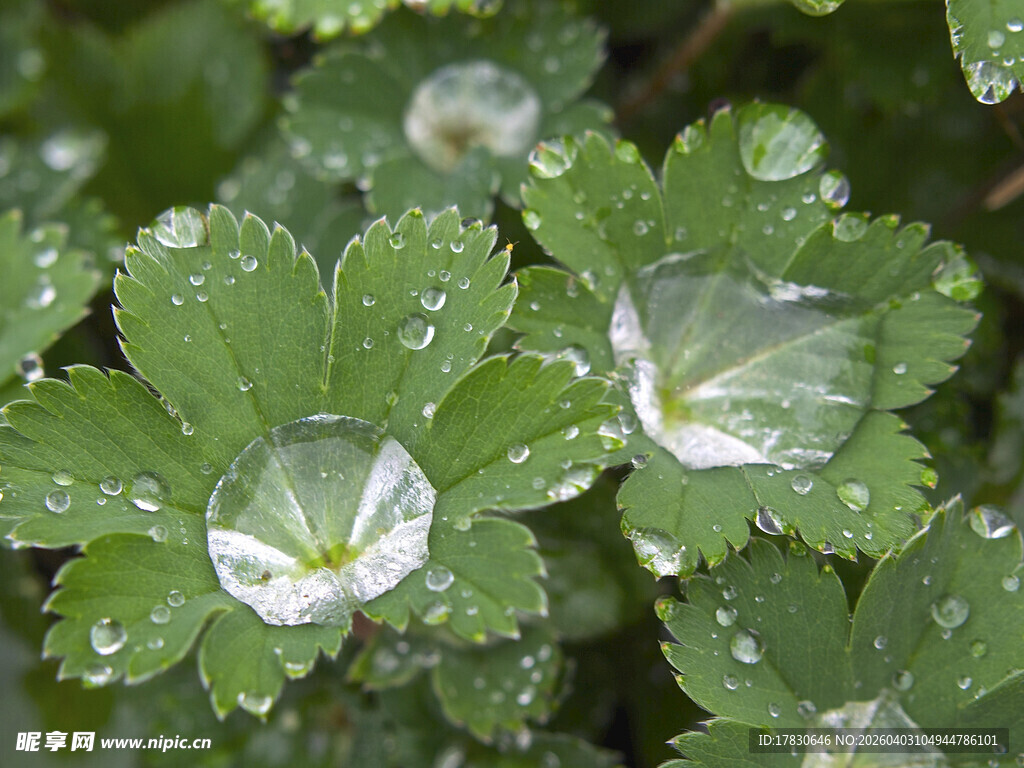 露珠点缀的翠绿叶片