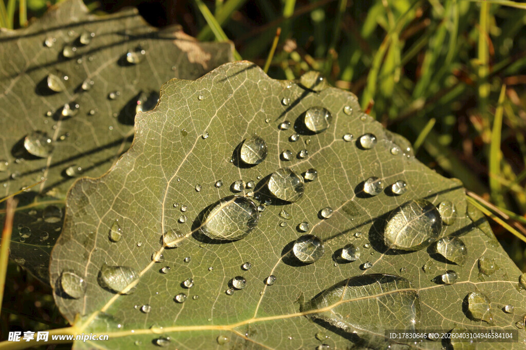 叶片上晶莹的水珠