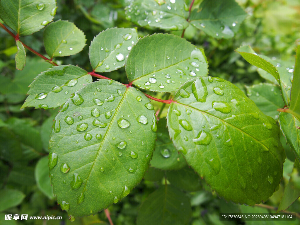 带水珠的翠绿叶片