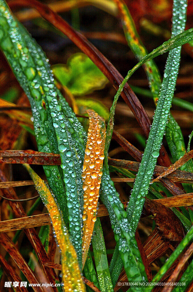 带水珠的多彩植物叶片