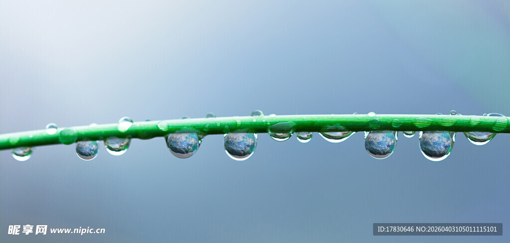 翠绿枝条上的晶莹水珠