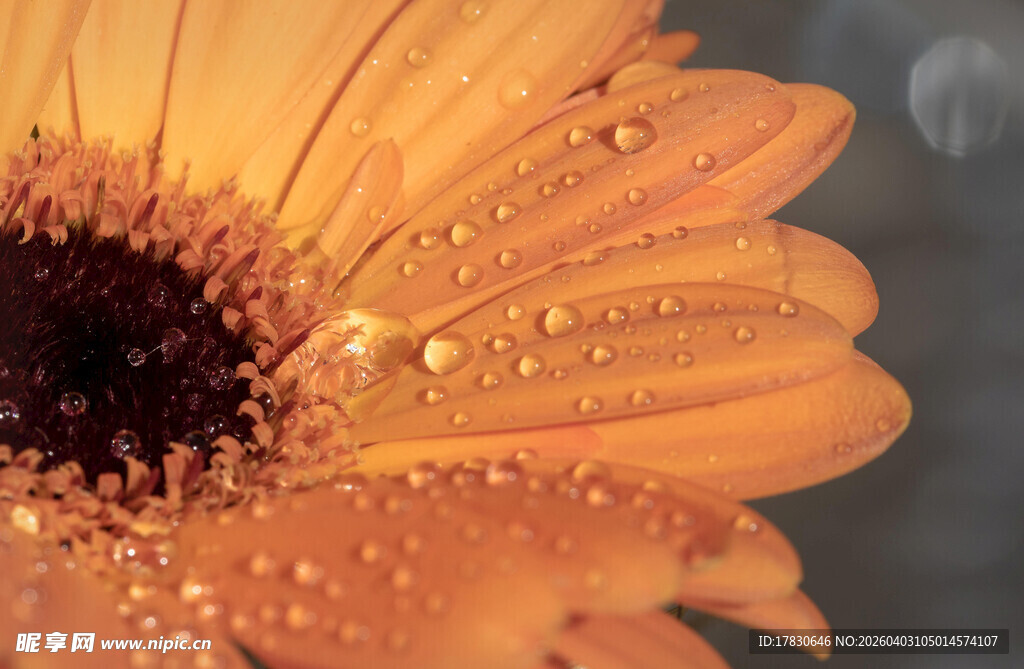 带露珠的橙色非洲菊