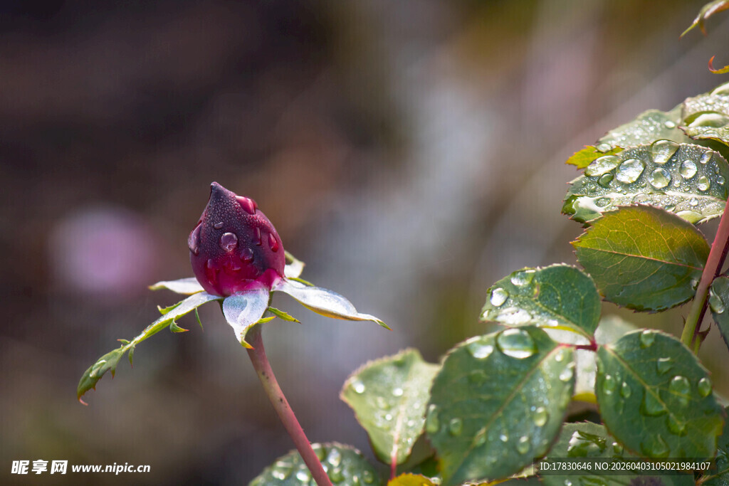 带露绽放的娇艳紫色花朵