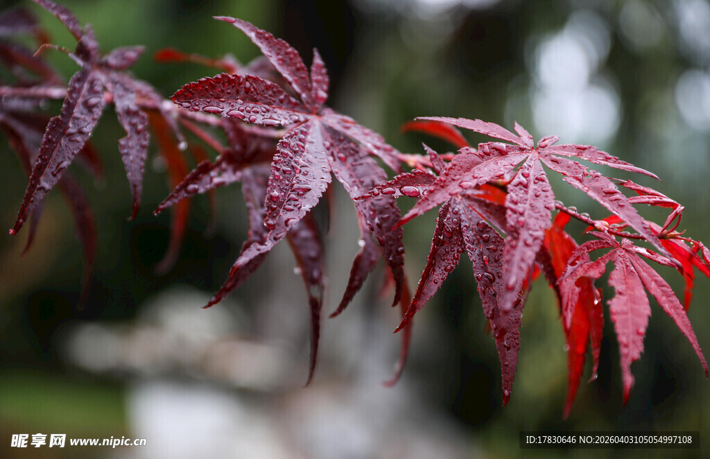 红枫叶特写尽显自然之美