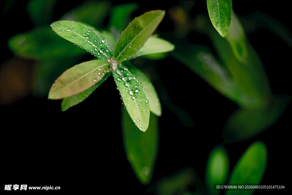 嫩绿叶片上的晶莹露珠