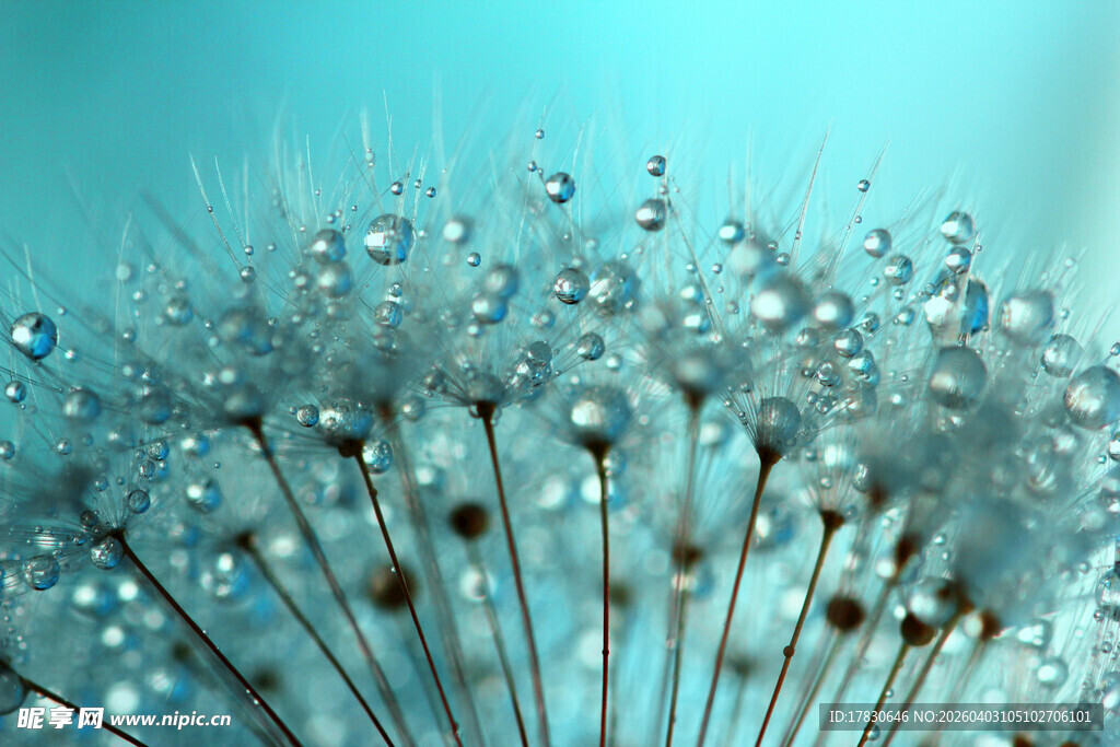 水珠点缀的蒲公英种子