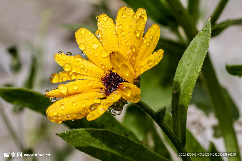 带露黄花上的蜜蜂