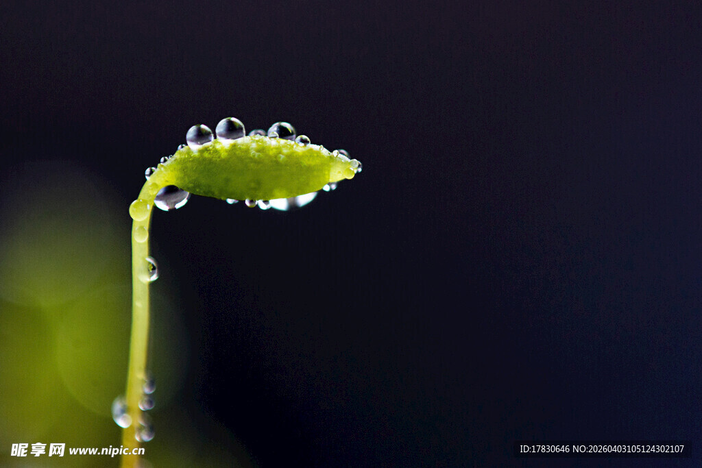 带露珠的嫩绿新芽