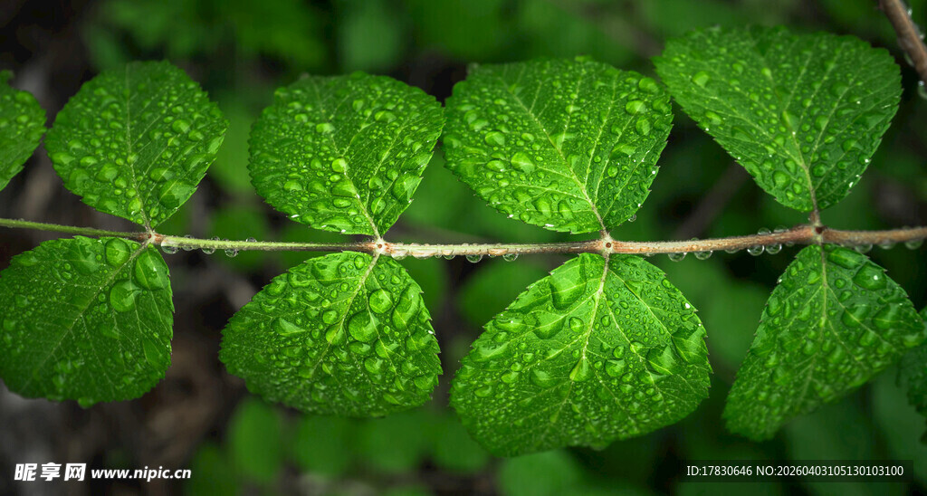 带露珠的翠绿叶片