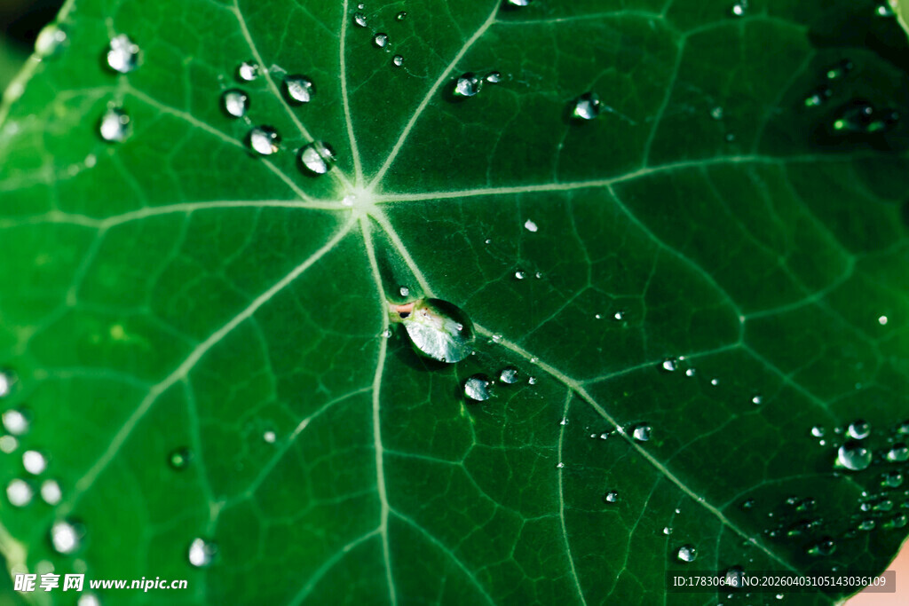 绿叶上的晶莹水珠