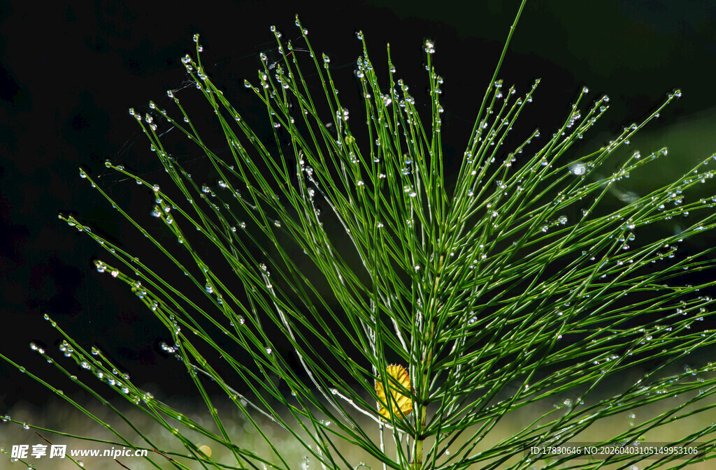松针特写