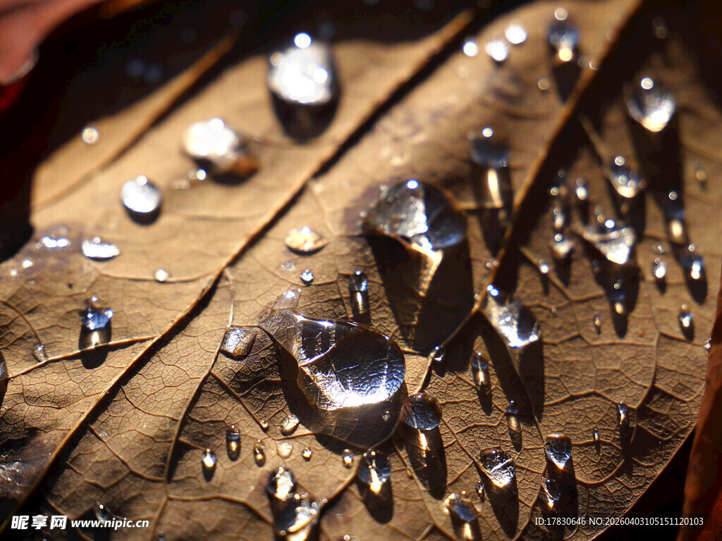 枯叶上的晶莹水珠