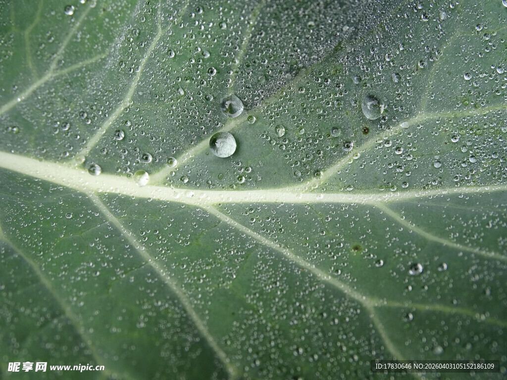 绿叶上的晶莹水珠