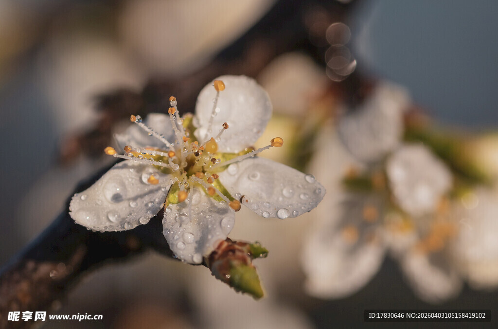 带露绽放的洁白花朵