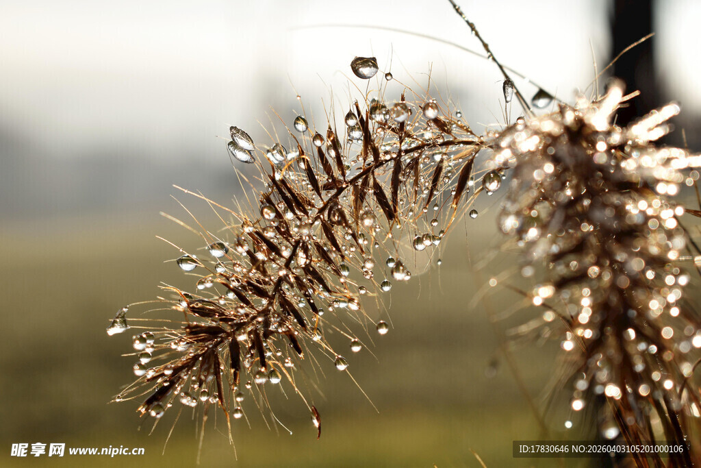 带露珠的草穗