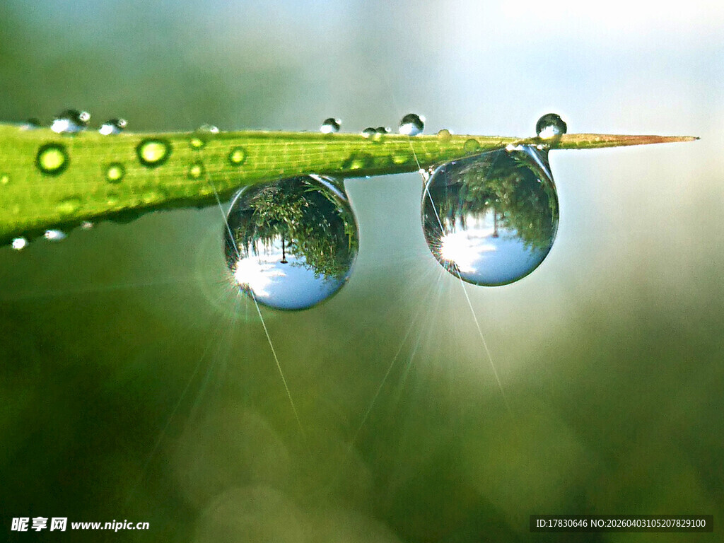 草叶上晶莹的剔透水珠