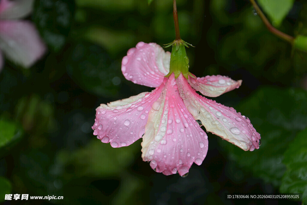 带水珠的粉色娇艳小花