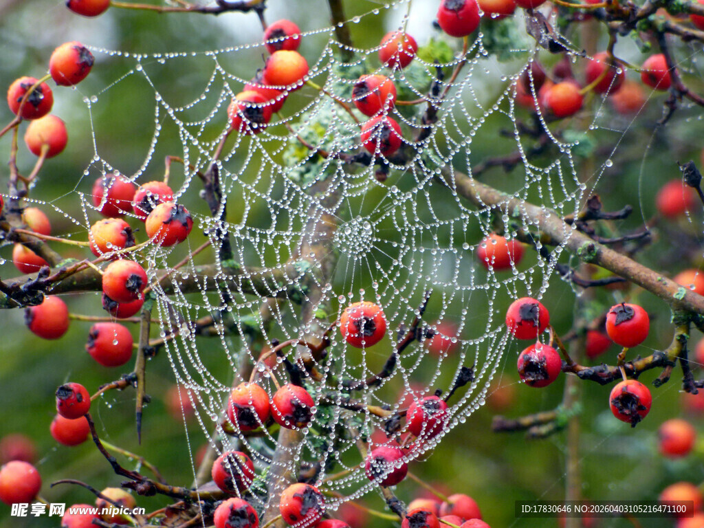 蛛网交织于红果绿叶间