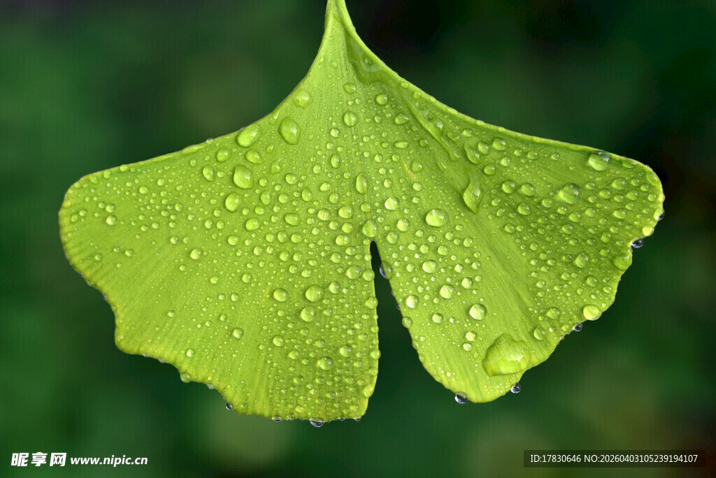 带水珠的嫩绿银杏叶片