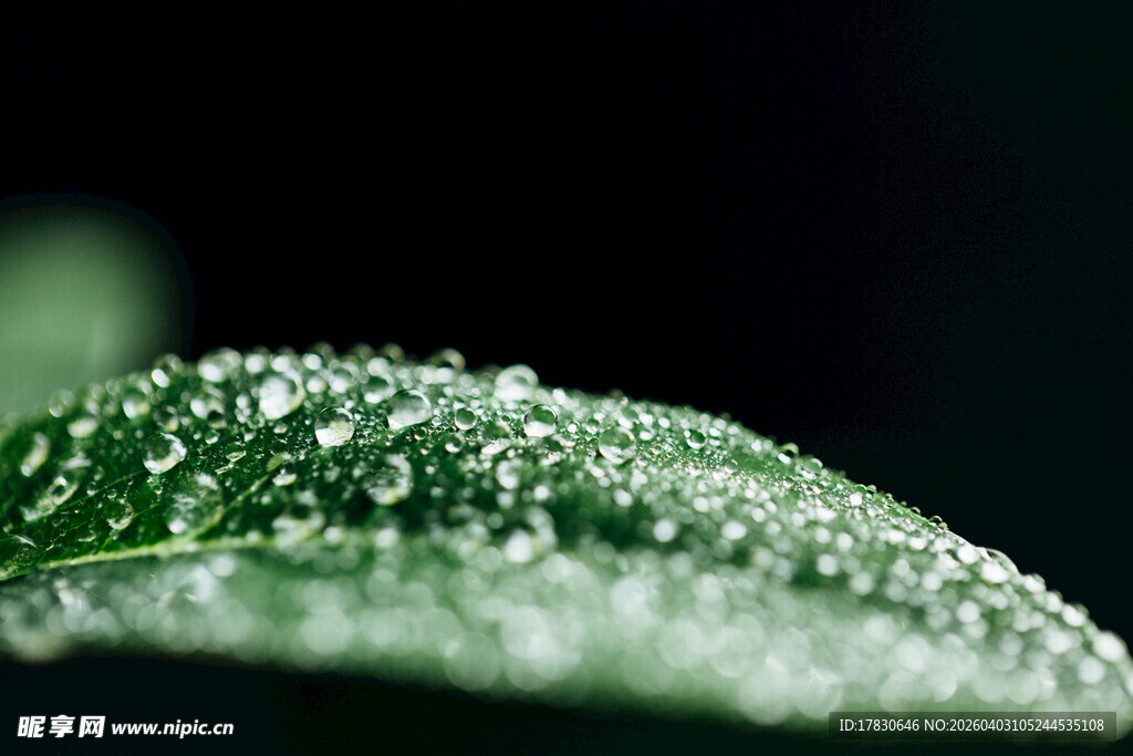 叶片上晶莹的露珠