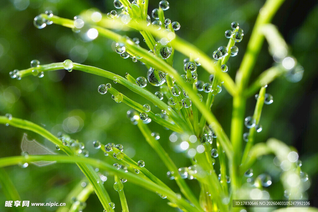 带露珠的嫩绿植物