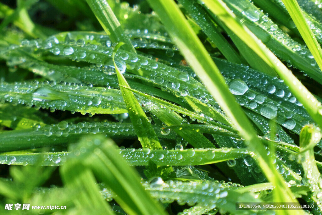 带露珠的翠绿鲜嫩叶片