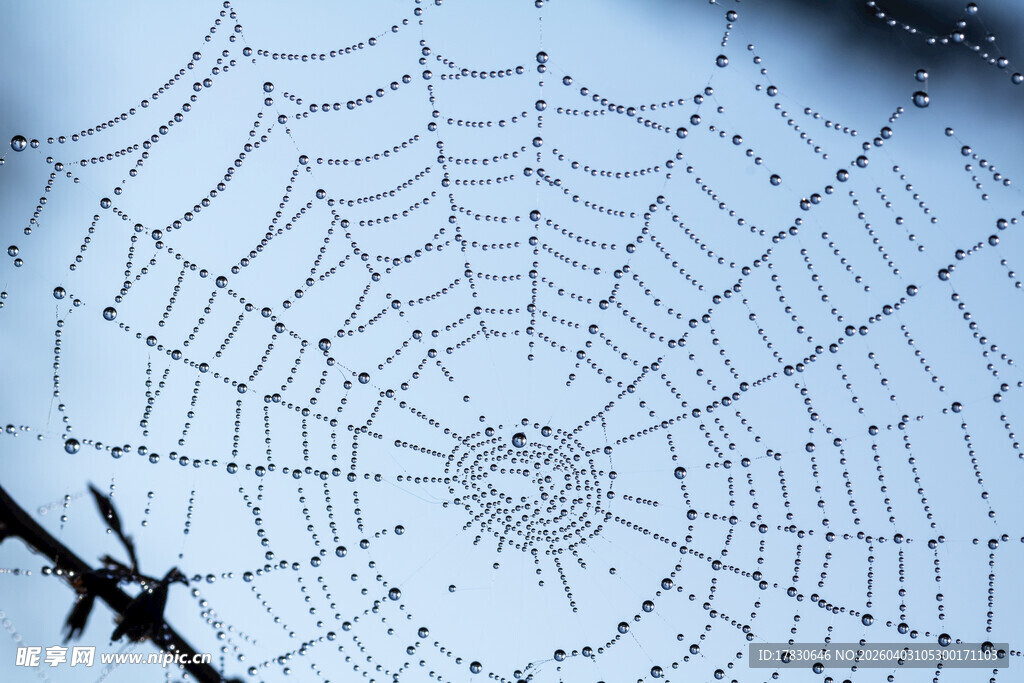 晶莹蛛网尽显自然之美