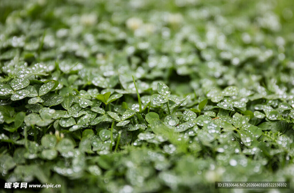 嫩绿三叶草清新自然景象