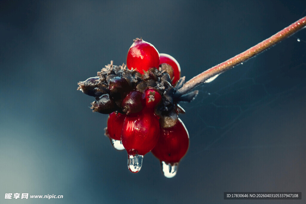 红果挂露尽显自然之美