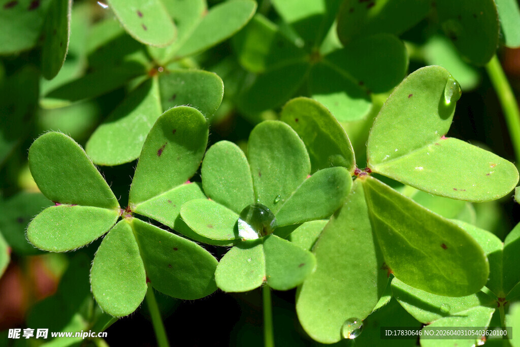 带水珠的三叶草叶片