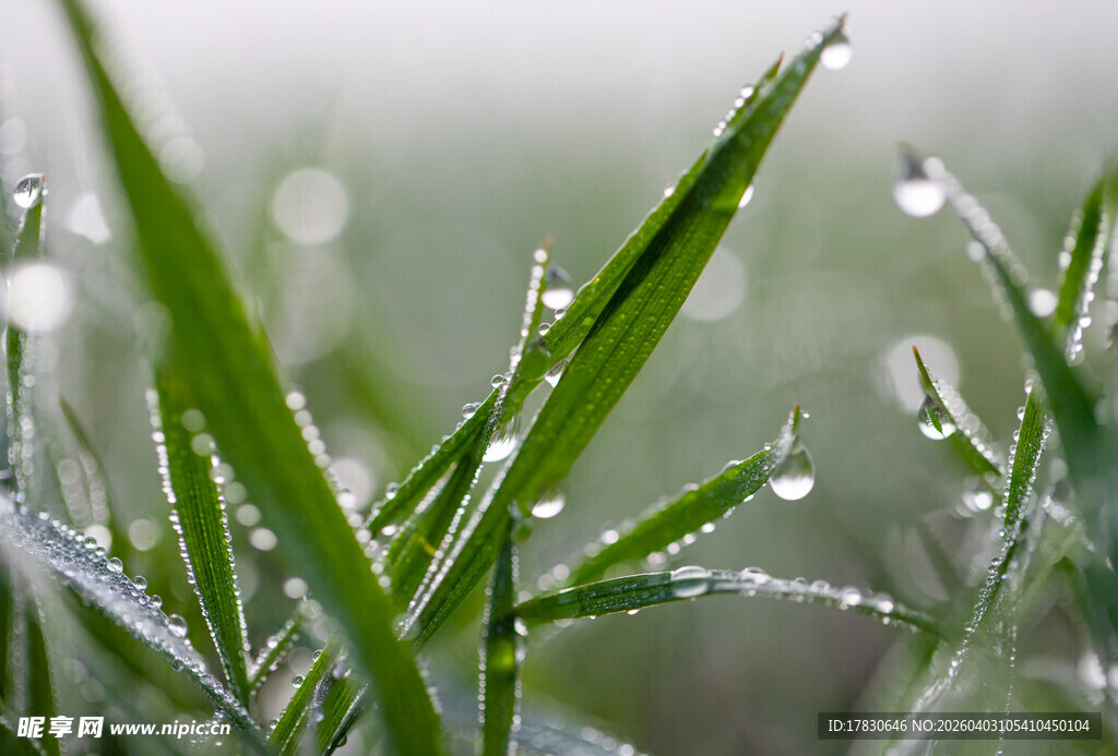 草尖带露的清新自然景象