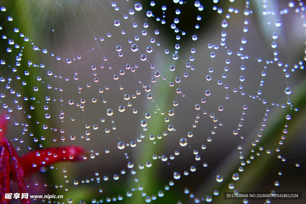 晶莹露珠装点的美丽蛛网