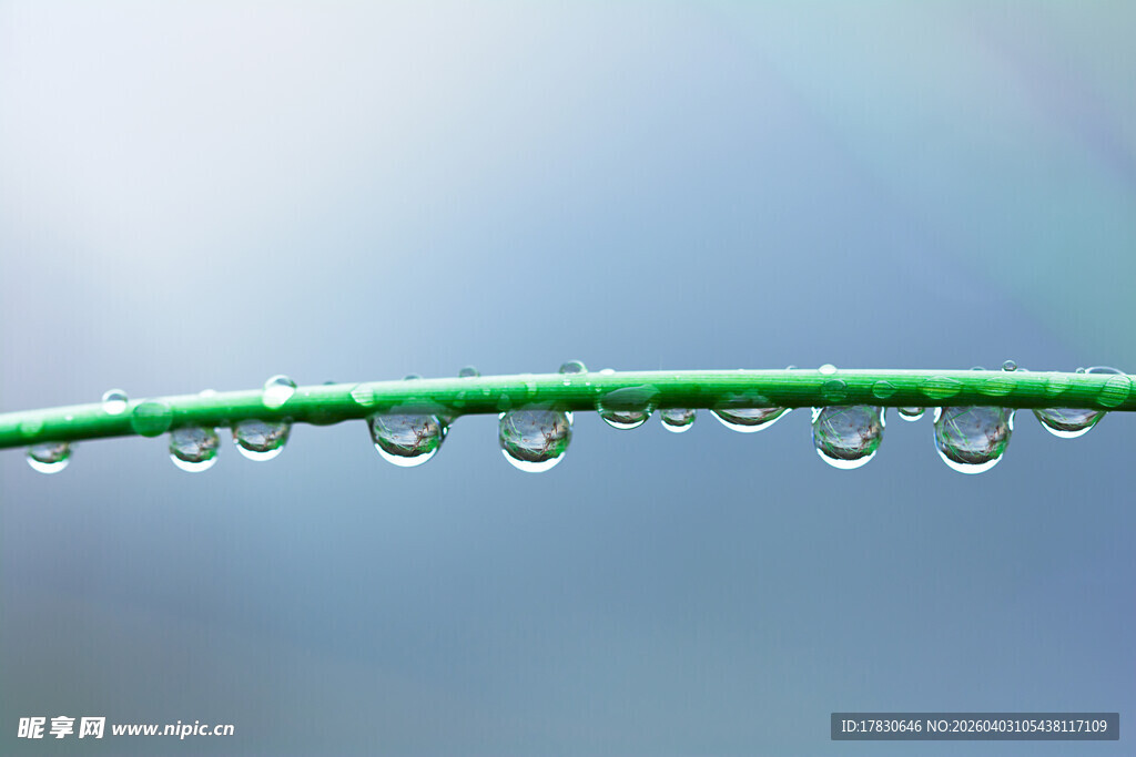 草尖上的晶莹水珠